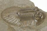 Scabriscutellum Trilobite With Axial Spines - Morocco #210735-3